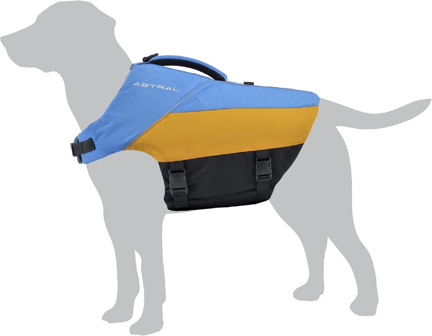 A Dog wearing a Life Jacket